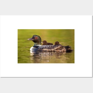 Once around the lake please - Common Loon Posters and Art